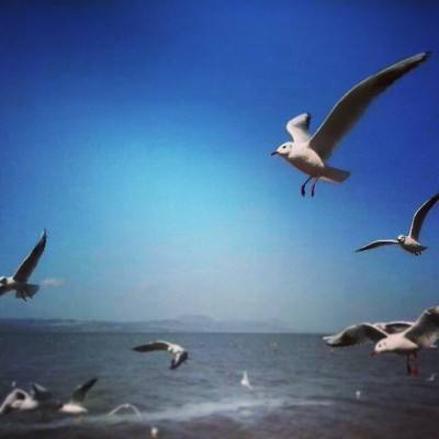 腾讯手游浴血长空下载